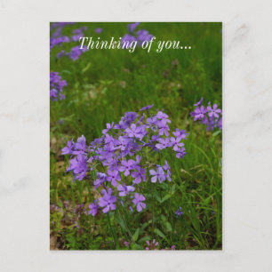Wild Blue Phlox Penser De Vous Carte Postale