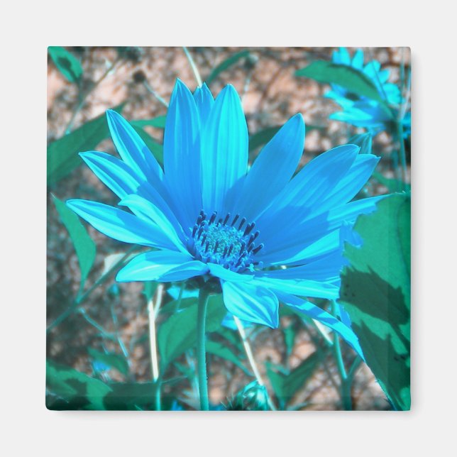 Wild Blue Sunflower Magnet (Vorne)