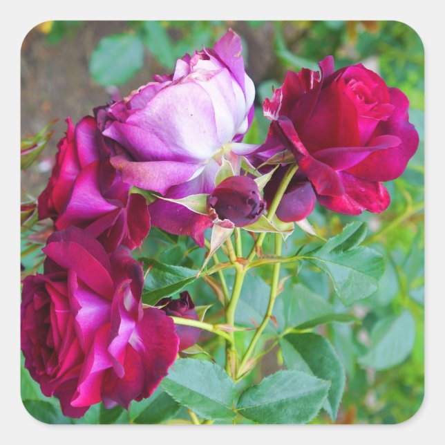 Wild Blue Yonder Rose #1 Stickers (Vorderseite)