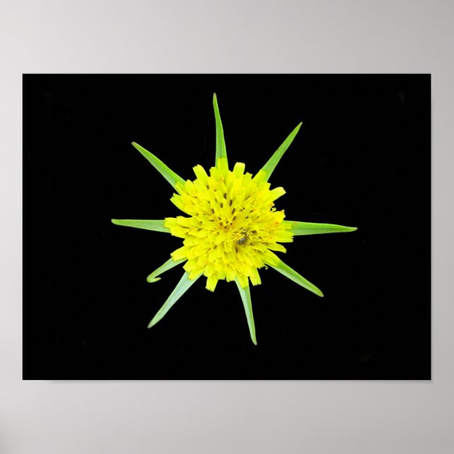 Wild-Blume-Poster für weniger Ziegenbart Poster (Vorne)