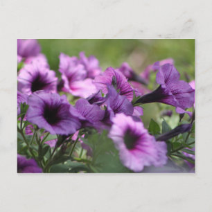 Wild Blume S. Texas Postkarte