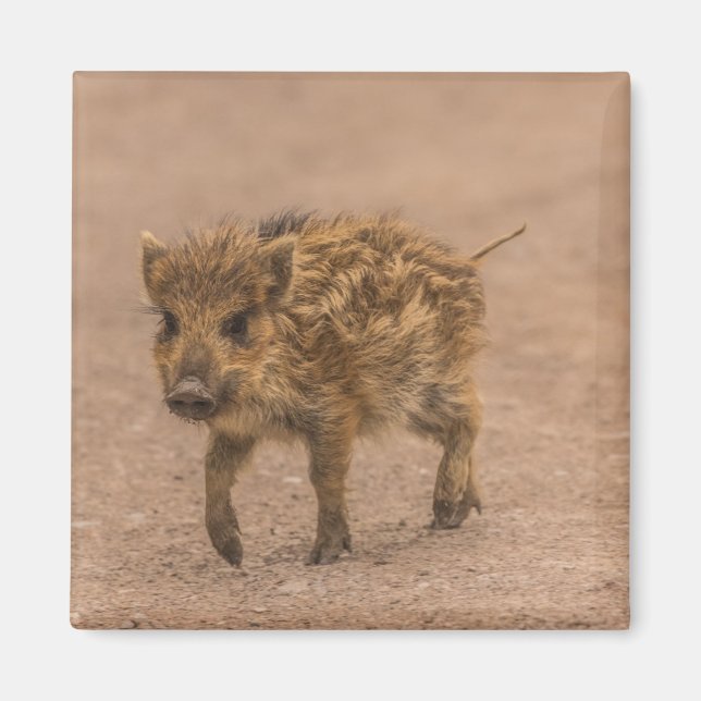 Wild Boar Piglet Magnet (Vorne)