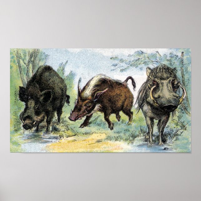 Wild Boars Poster (Vorne)