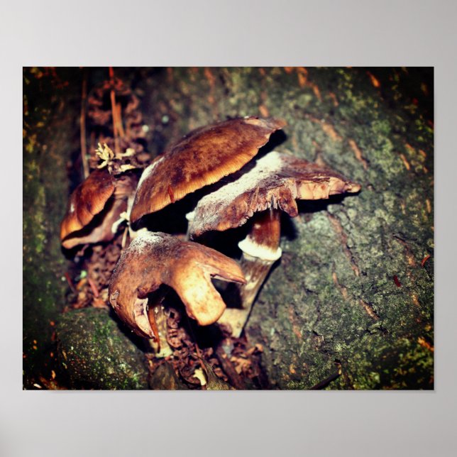 Wild-braune Pilze in der Baumschule Poster (Vorne)