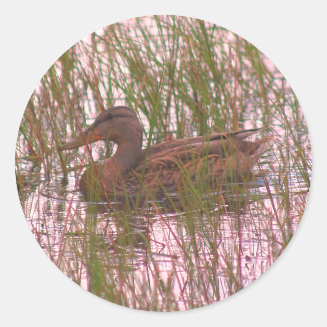 Wild Brown Duck Nature Runder Aufkleber (Vorderseite)