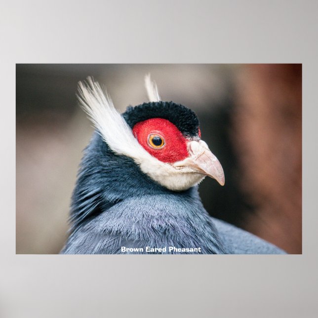 Wild Brown Eared Pheasant Poster (Vorne)