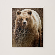 Wild Brown Grizzly Bär - Wildnis