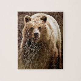 Wild Brown Grizzly Bär - Wildnis