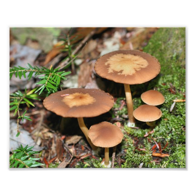 Wild Brown Mushroom Cluster 8x10 Fotodruck (Vorne)