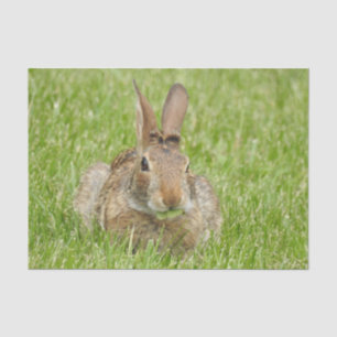 Wild Bunny Rabbit Eating Grass Seidenpapier