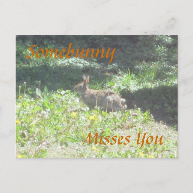 Wild Bunny "Somebunny Misses You" Postcard Postkarte (Vorderseite)