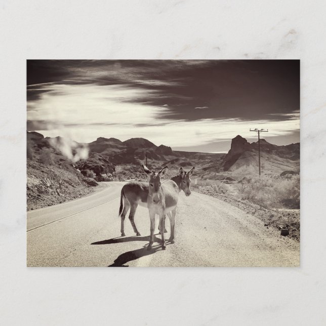 Wild Burros in Kalifornien Postkarte (Vorderseite)
