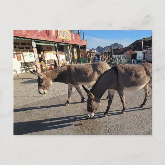 Wild Burros in Oatman, Arizona Postkarte (Vorderseite)