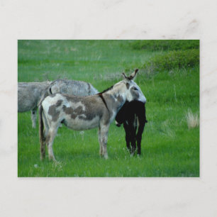 Wild Burros South Dakota Carte postale