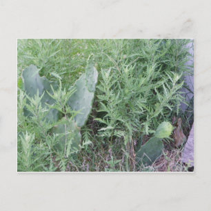 Wild Cactus South Texas Postkarte