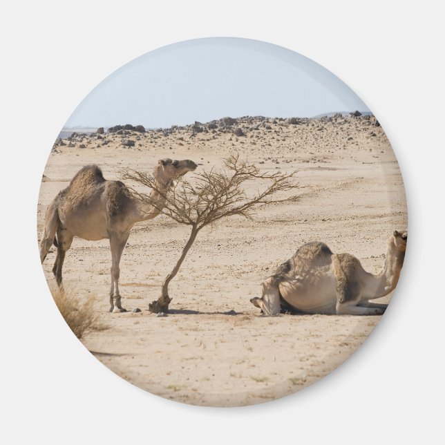 Wild Camels Magnet (Vorne)