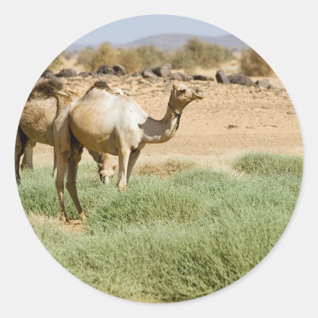 Wild Camels Runder Aufkleber (Vorderseite)