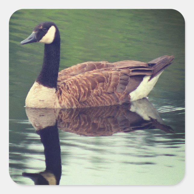 Wild Canada Goose Nature Quadratischer Aufkleber (Vorderseite)