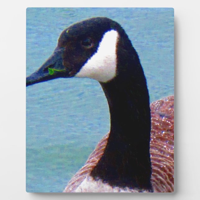 Wild Canadian Goose Fotoplatte (Vorderseite)
