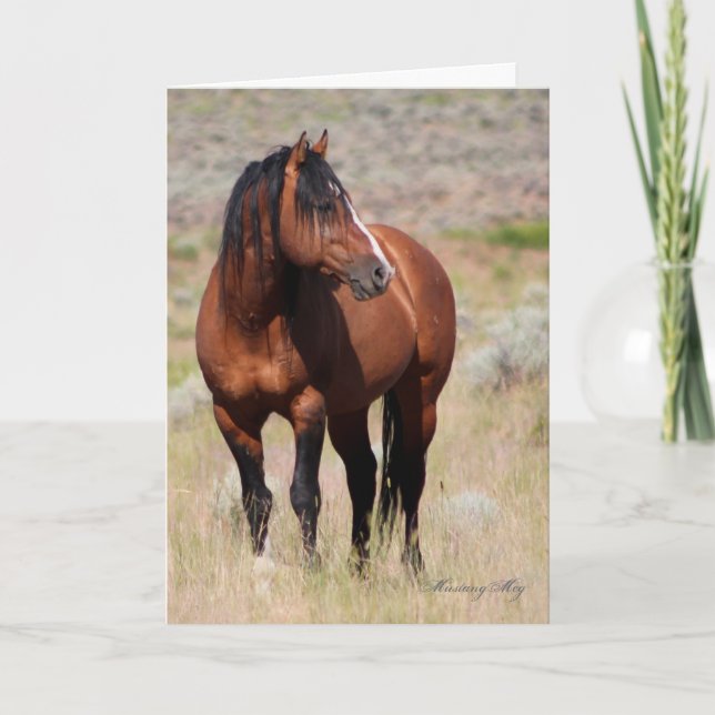 Wild Card~ Ehre, Wilder Stallion von Steens Karte (Vorderseite)