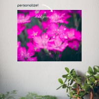 Wild carnations after rain