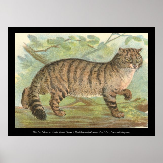 Wild Cat Poster (Vorne)