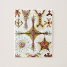 Wild Chamomile von Ernst Haeckel, Vintage Natur