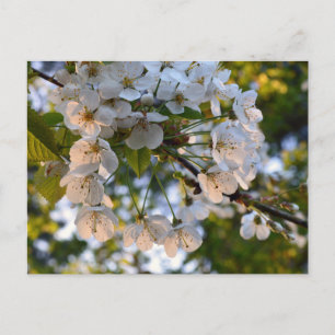 Wild Cherry Blossom Postkarte