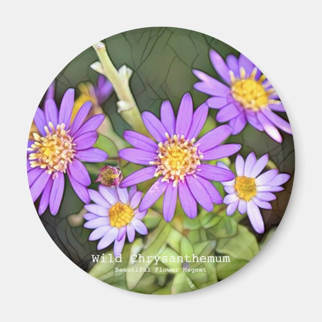 Wild Chrysanthemum Magnet (Vorne)