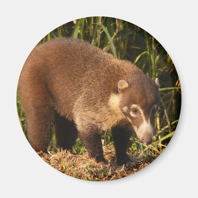 Wild Coati Mundi Magnet (Devant)