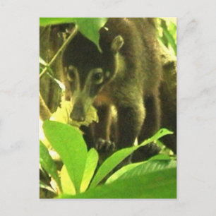 Wild Coati Postcard Postkarte