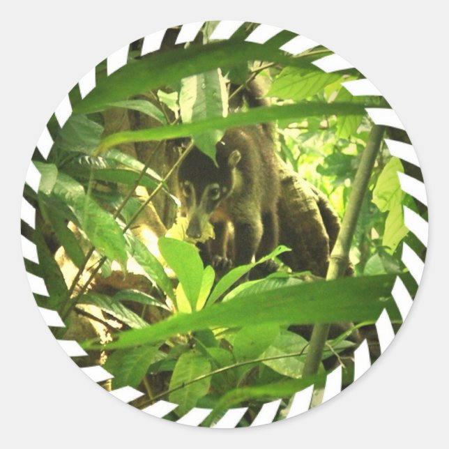 Wild Coati Stickers (Vorderseite)
