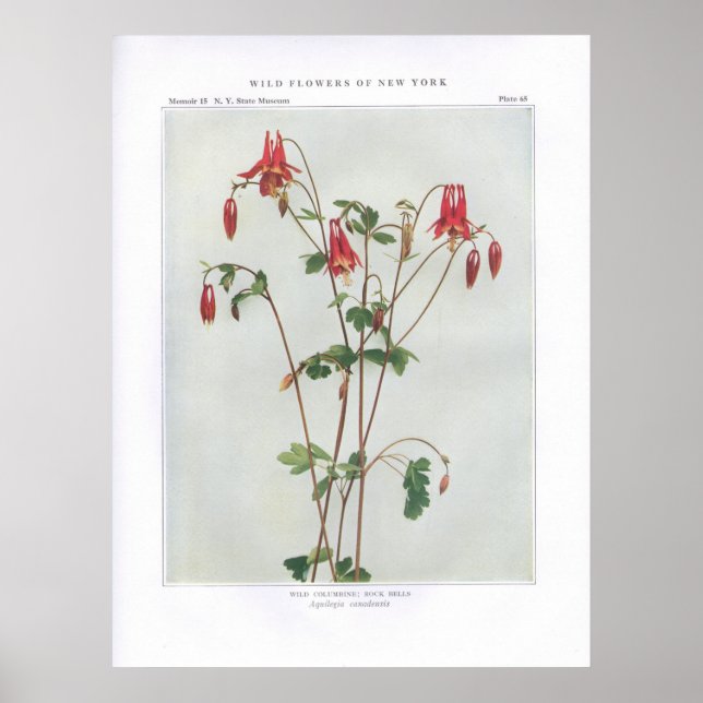 Wild Columbine; Felsenglocken - Aquilegia canadens Poster (Vorne)