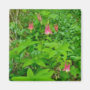 Wild Columbine & Solomon's Siegel Magnet