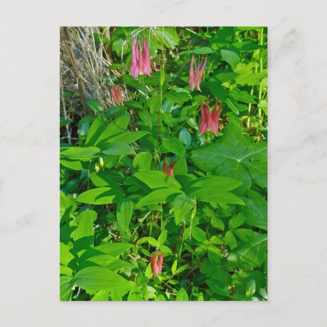 Wild Columbine & Solomon's Siegel Postcard Postkarte (Vorderseite)