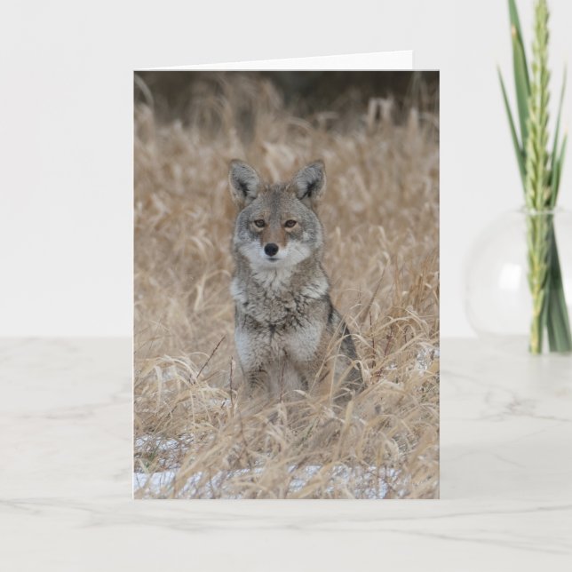 Wild Coyote Danke-Card Dankeskarte (Vorderseite)