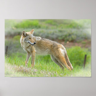 Wild Coyote Poster