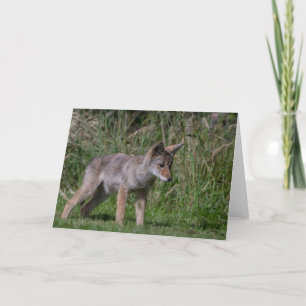Wild Coyote Pup Danke-Karte Dankeskarte