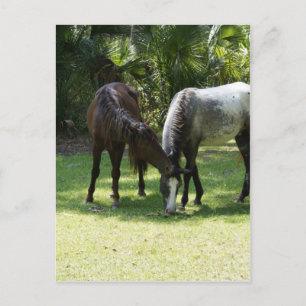 Wild Cumberland Postkarte