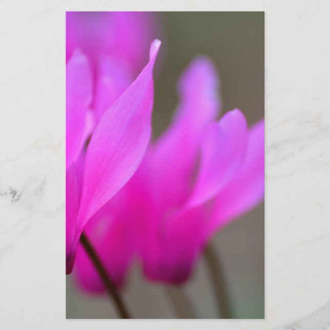 Wild Cyclamen Macro Briefpapier (Vorderseite)