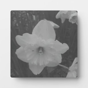 Wild Daffodil Fotoplatte