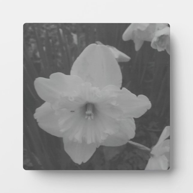 Wild Daffodil Fotoplatte (Vorderseite)