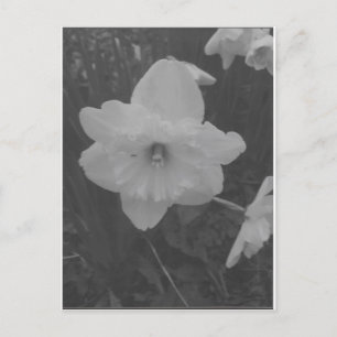 Wild Daffodil Postkarte
