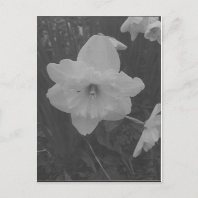 Wild Daffodil Postkarte (Vorderseite)