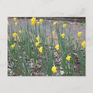 Wild Daffodils Postkarte