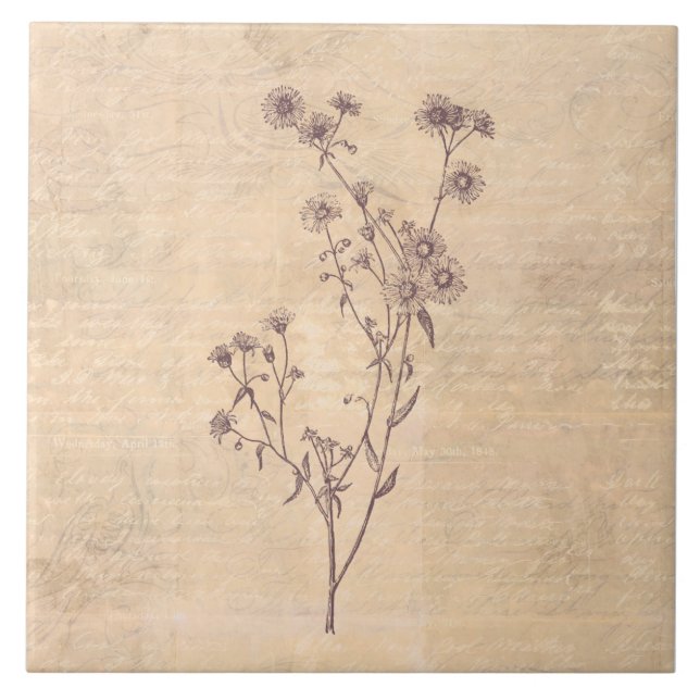 Wild Daisy Blume Wildblume Antiquariat Fliese (Vorderseite)