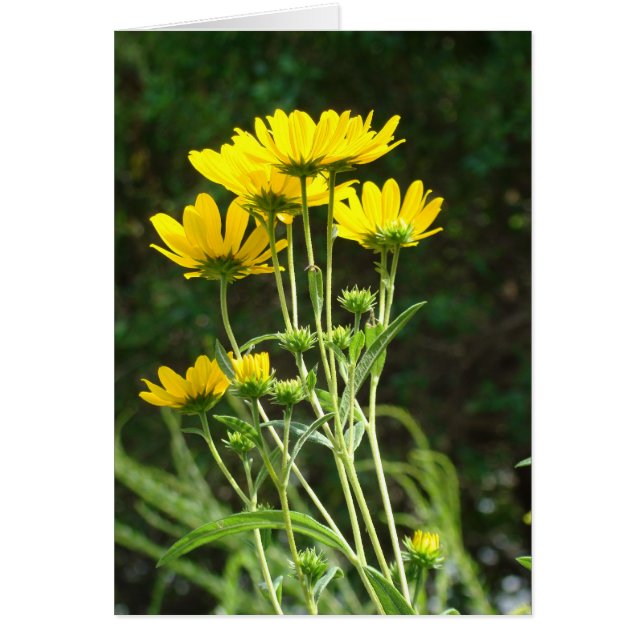 Wild Daisys (Devant)