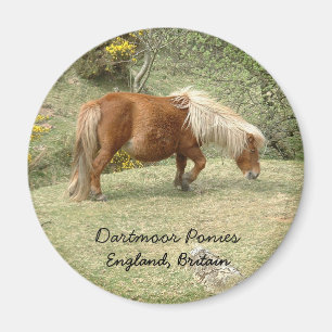 Wild Dartmoor Pony, England, Vereinigtes Königrei Magnet