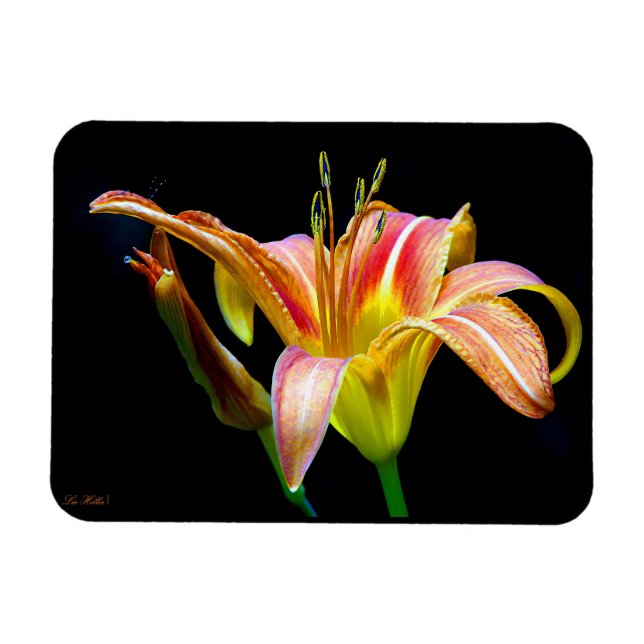 Wild Daylily On A Dark Morning Hike Magnet (Horizontal)