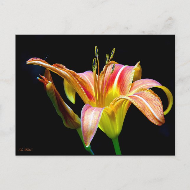 Wild Daylily On A Dark Morning Hike Postkarte (Vorderseite)